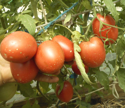 Томат Воловье сердце минусинское
