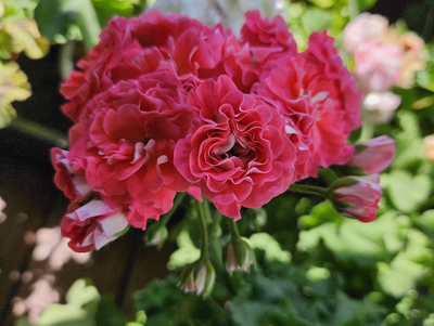 Пеларгония СиМ-Поэзия