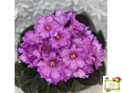 АВ-Самый Сок (Фиалковод) 2022 г.