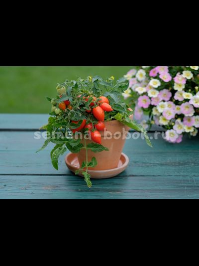 Микро Томат Funnyplums Red (Фанниплюмс Красный), 10 шт