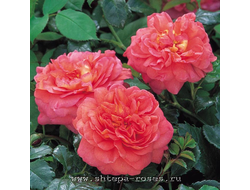 Кристофер Марлоу