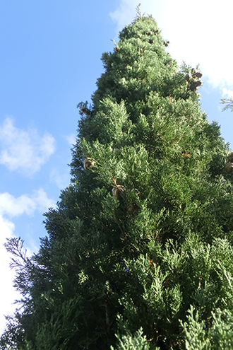 Кипарис (Cupressus sempervirens), лапки, Крым (5 мл)  - 100% натуральное эфирное масло