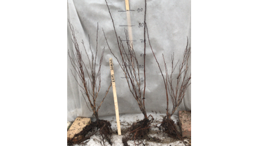 Двулетний саженец пузереплодник "Шух"