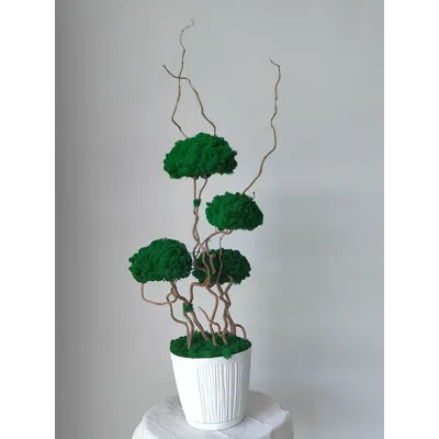 Живая эко-композиция 1001