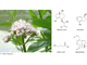 Валериана лекарственная (Valeriana officinalis) 5 г - 100% натуральное эфирное масло