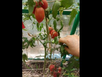 Томат Хлоя (Chloe) США