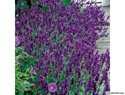 Лаванда Хидкот - Hidcote