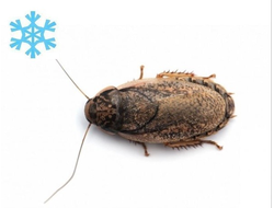 Таракан мраморный замороженный