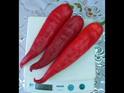 Перец острый Теща моя