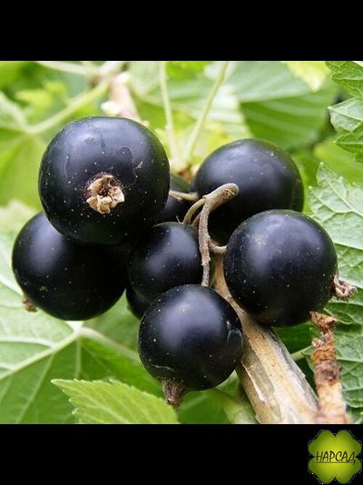 СМОРОДИНА ЧЕРНАЯ "ЯДРЕНАЯ" (очень крупная ягода) (саженец 30 см)