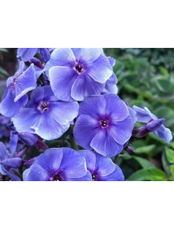 Флокс Синька