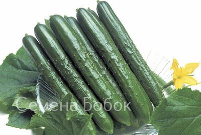 Огурец Тести Грин F1, 5 шт