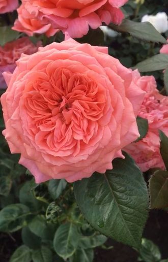 Штамбовая роза Амур де Молен