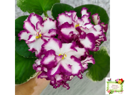 ВаТ-Волшебная Сказка (Т.Валькова) 2019 г.