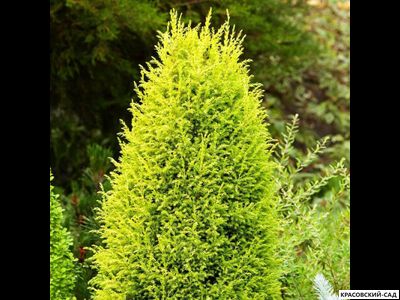 Можжевельник обыкновенный Суэцика