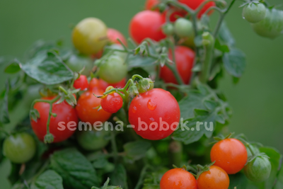 Томат Бушмен красный, 10 шт