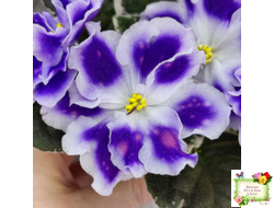 ВаТ-Монарх (Т. Валькова) 2016 г.