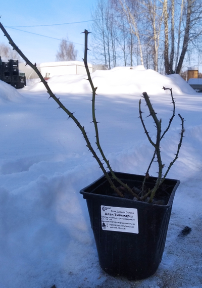 Роза Алан Титчмарш (Alan Titchmarsh), ОКС, Россия