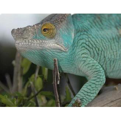 Хамелеон Персони (Calumma parsonii)