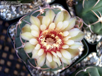 Gymnocalycium bayrianum Tom 326 (D=25-30мм)