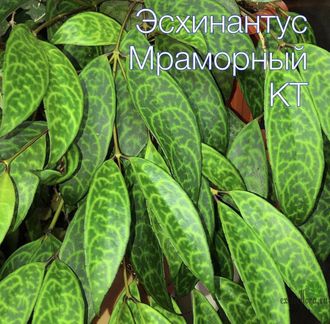 Эсхинантус мраморный