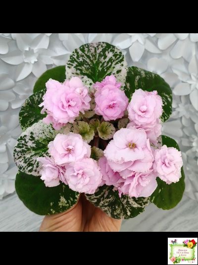 Rose Bouquet (G.T.Smith) (9028) 04/12/2001