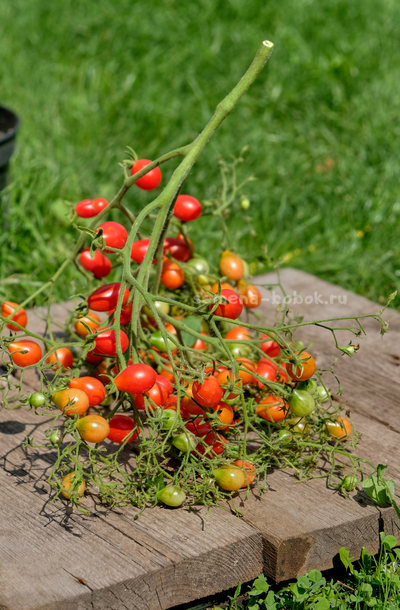 Томат Red Cluster Pear (Кисть Красных Груш), 10 шт