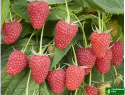 МАЛИНА / ЕЖЕВИКА