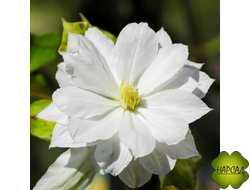 КЛЕМАТИС "Dancing Dorien" (Дансинг Дорин) саженец 3 года