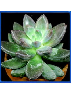 Pachyphytum kimnachii, Ahualulco