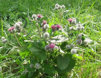 Гидролат Лопуха (Arctium lappa) 100 мл