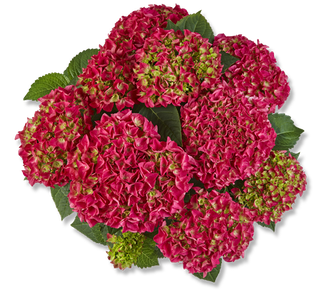 Саксон брайд ред (saxon-bright-red-frei).  Контейнер С-2