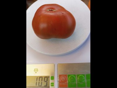 Томат Шоколадный Генри