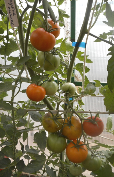 Томат Голубой ананас (Ananas blue)