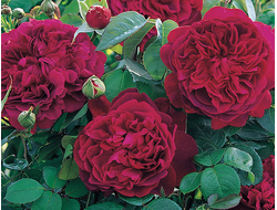 Роза английская William Shakespeare ® (AUSroyal), C5