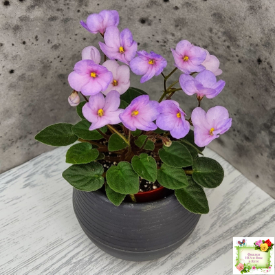 Frosted Fantasy спорт трейлер