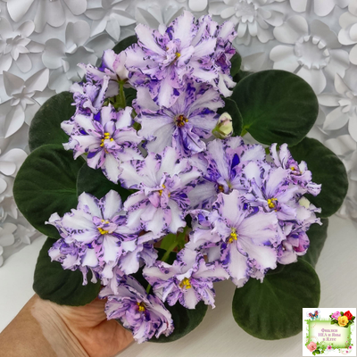 МК-Ветер Перемен (М. Карпова) химера стандарт (стартер сорт)