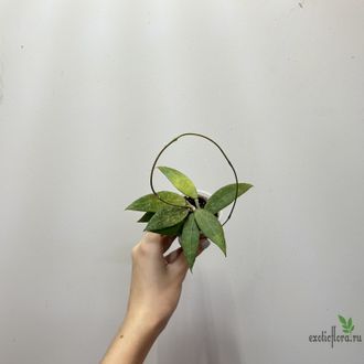 ⁠24/07/2025 Hoya sp. Bogor