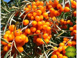 Облепиха женская "ТЕНЬГА" (урожайная, бесшипая, ранняя) (саженец 2,5 года)