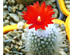 Parodia nivosa VG-1376 (D=20-25 мм)