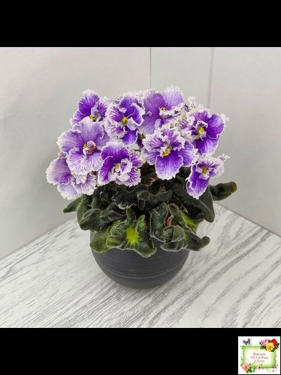 Н-Тет-а-Тет (Н. Бердникова) 2019 г. (лист укоренённый с деткой)