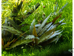 Cryptocoryne becketii
