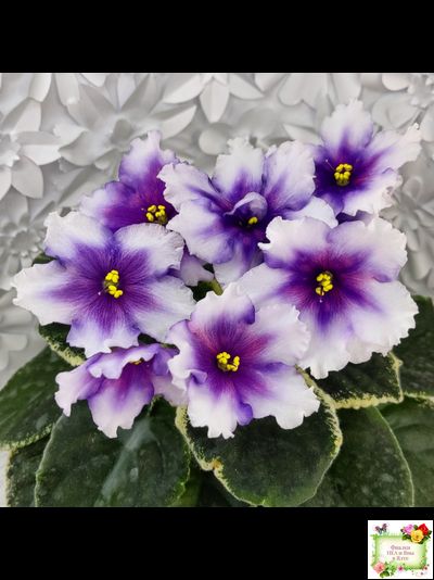 РС-Успех (С.Репкина) 2019 г.