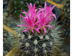 Neochilenia (Неочиления)