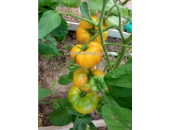 Томат Лаки Кросс (Lucky Cross), Канада