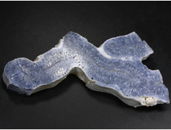 Коралл голубой Акори, Австралия (109*52*11 мм, 58 г) №37713