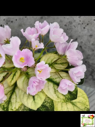 Н-Принцесса на Горошине (Н. Бердникова) 2014 г.