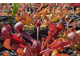 Sarracenia Psittacina | Саррацения Попугайная