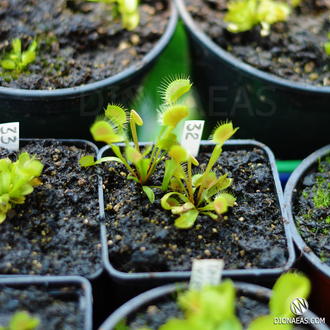 Dionaea muscipula Darwin