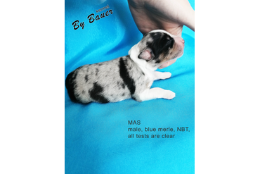 Мальчик с СИНИМ ошейничком, окрас черный триколор, НБТ, возраст 3 дня